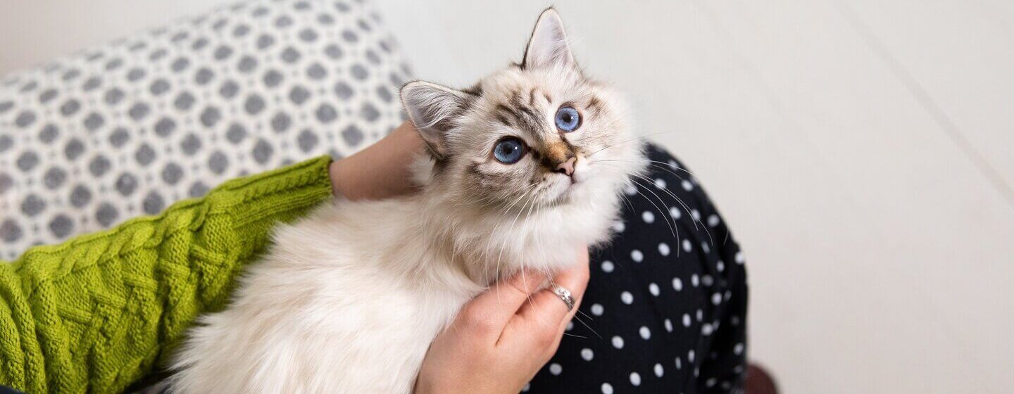 White shorthair cat clearance with blue eyes